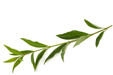 Twig of privet with green foliage , lat. Ligustrum, isolated on white background - obrazy, fototapety, plakaty