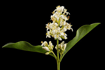 Inflorescence of privet, lat. Ligustrum, isolated on black background