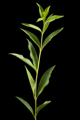 Twig of privet with green foliage , lat. Ligustrum, isolated on black background