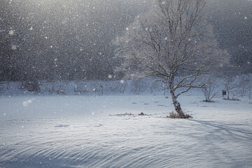 雪が降り続く高原の草原に佇む白樺に朝陽が差し込む
