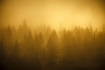 霧が立ち込めた早朝の峠に朝陽が差し込むと針葉樹のシルエットが浮かび上がった