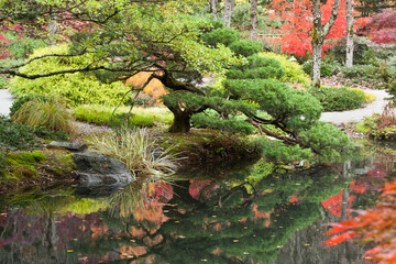 Autumn Leaves colored and reflected in water