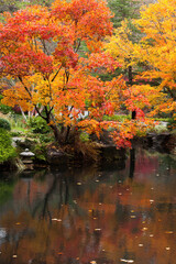 Autumn Leaves colored and reflected in water