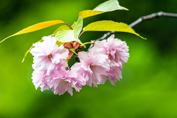 緑の背景に映えるピンクの桜