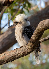 Laughing Kookaburra