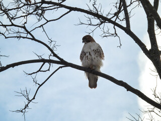 Hawk Perched in Tree: A red-tailed hawk perched on a tree branch on a cold but clear winter daya