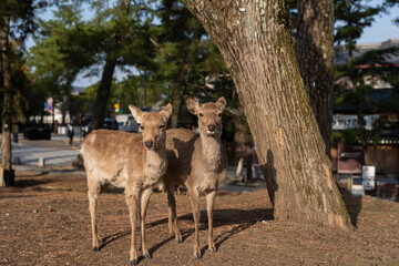 Deer and Cherry Blossoms in Nara, Japan