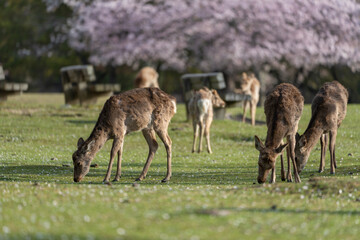 Naklejka na ściany i meble Deer and Cherry Blossoms in Nara, Japan