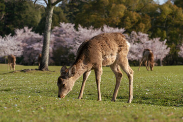 Naklejka na ściany i meble Deer and Cherry Blossoms in Nara, Japan