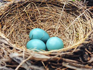 Eggs in the Nest: Three bright blue American robin eggs nestled into the birds nest