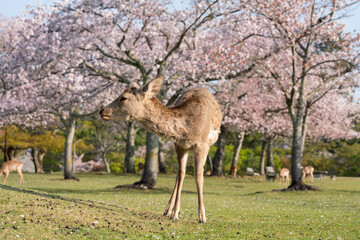 Obraz na płótnie Canvas Deer and Cherry Blossoms in Nara, Japan