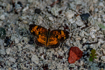 Pearl Crescent Butterfly on Gravel