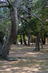 綺麗に整備された松林