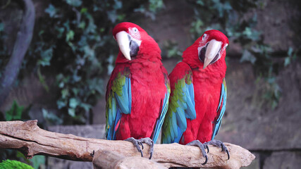 Fototapeta na wymiar Parrot, Animals, Nature, Wildlife, Animals in Their Habitat