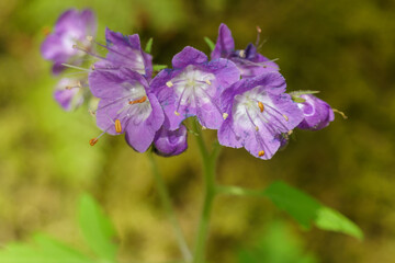 Flowering Phacelia in New River Gorge National Park