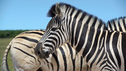 Fototapeta na wymiar zebra, animal, mammal, wildlife, stripes