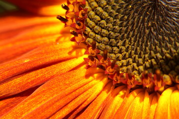 close up of a red sunflower flower