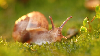 Snail, Animals, Nature, Wildlife, Animals in Their Habitat
