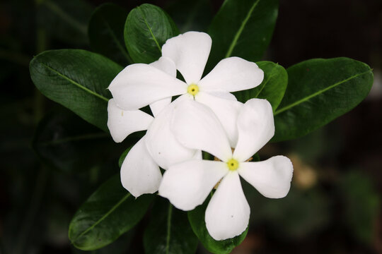 Close up image of white jasmine in the garden