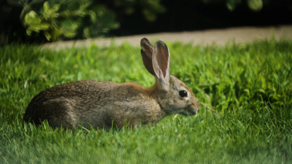 Hare, Animals, Nature, Wildlife, Animals in their Habitat