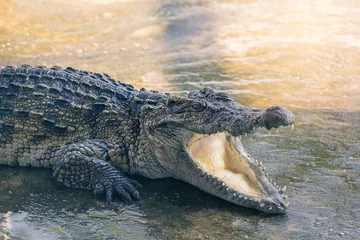 Foto op Plexiglas crocodile © chitsanupong