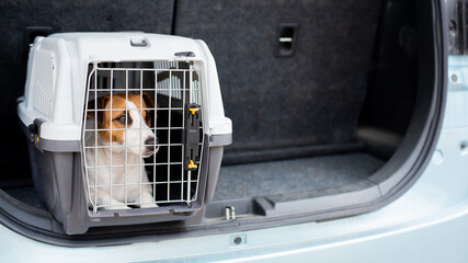 Jack russell terrier dog sits in a travel box in the trunk of a car. Traveling with a pet