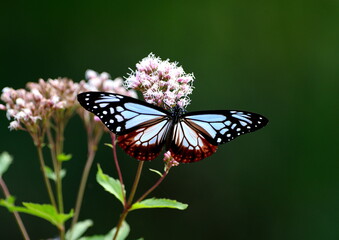旅するアサギマダラ蝶