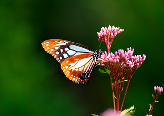 旅するアサギマダラ蝶