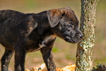 A brindle colored puppy stands for a portrait in front of a small tree on a cool spring morning.