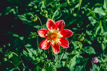 Lonely red dahlia flower in foliage.
