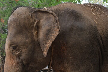 Elephant Village, Tha Tum District, Surin Province