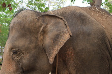 Elephant Village, Tha Tum District, Surin Province