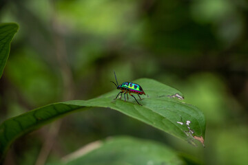 Colourful Jewel bug on green leaf in Vientiane, Laos