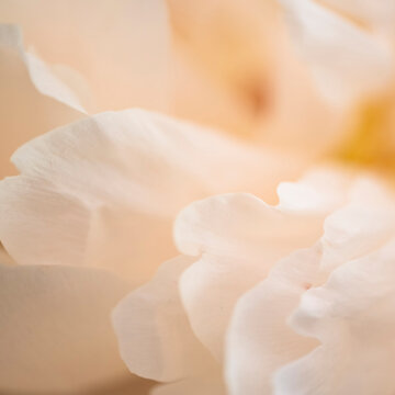 Extreme close-up of peach colored chrysanthemum petals