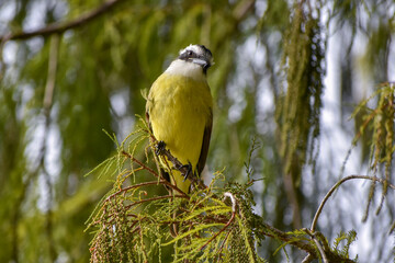 great kiskadee (Pitangus sulphuratus) (bienteveo comun) in a public park in Buenos Aires city