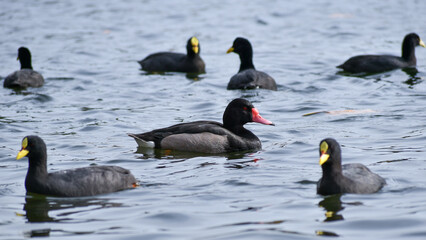 male rosy-billed pochard (Netta peposaca), surrounded by Red-gartered coots (Fulica armillata)