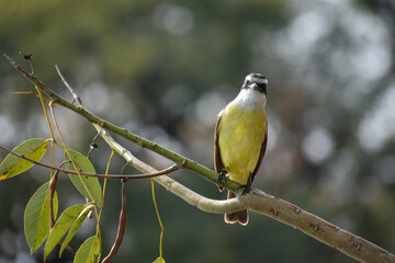 great kiskadee (Pitangus sulphuratus) (bienteveo comun) in a public park in Buenos Aires city