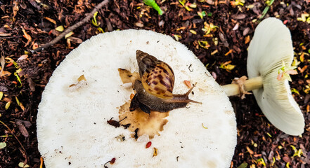 Garden snail