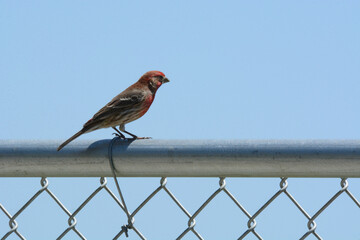 Male house finch bird or Haemorhous mexicanus perched on chain link fence against blue sky - Powered by Adobe