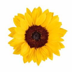 sunflower in full bloom isolated on white