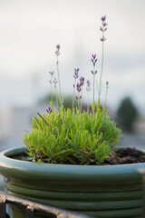 Lavender Plant Growing in Green Pot with Blurry City Background
