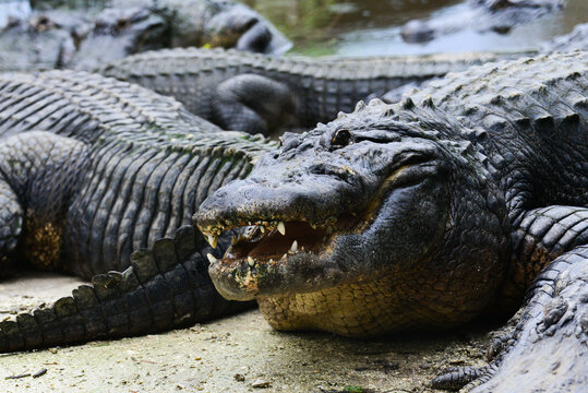 american alligator in the everglades