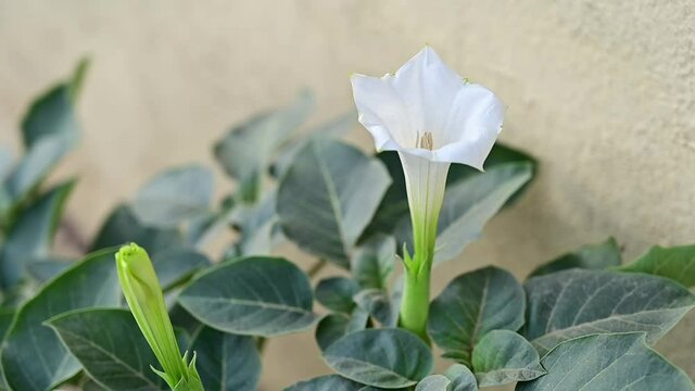 White blooming datura flowers. Datura stramonium
