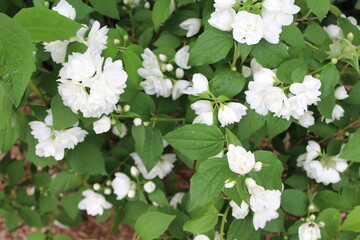 white flowers on a tree