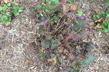 ants on the ground