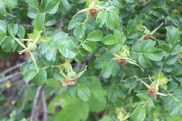gooseberries on a bush