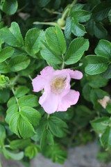 pink rose in the garden