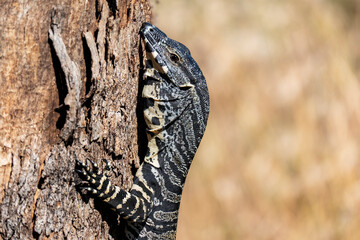 Australia, New South Wales, Rylestone, Close up of Goana (Monitor Lizard) perching on tree