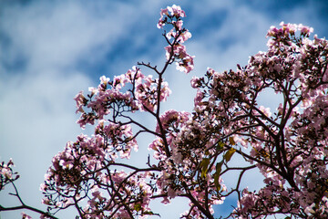 Flower season in the spring