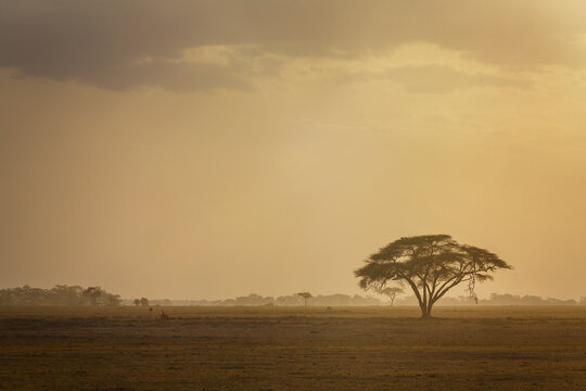 Africa, Kenya, Acacia tree in savannah at sunset in Amboseli National Park